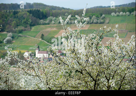 Obereggen, Allemagne, en Kirschbluete pays Markgraefler Banque D'Images