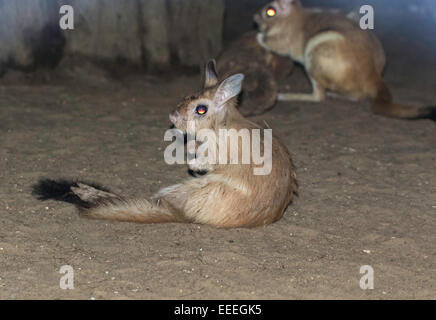 Train d'Afrique du Sud, Pedetes capensis, photo : décembre 2014. Banque D'Images