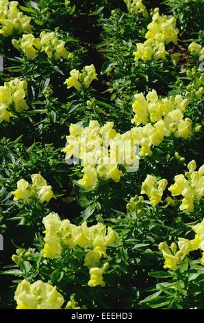 Belle fleur muflier (Antirrhinum majus) au Thai jardin fleuri Banque D'Images