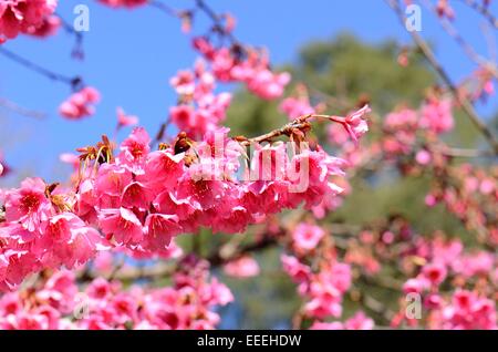Belle fleur de cerisier himalayen sauvage (Prunus cerasoides) au Thai jardin fleuri Banque D'Images