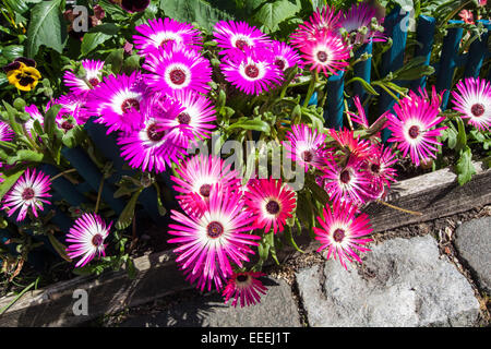 Mesembryanthemum daisy fleurs roses et rouges close up Banque D'Images