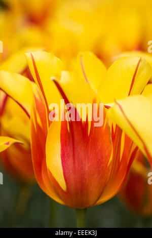 Tulipa 'Fire Wings' Banque D'Images