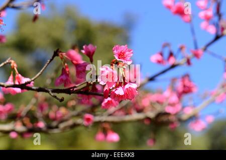 Belle fleur de cerisier himalayen sauvage (Prunus cerasoides) au Thai jardin fleuri Banque D'Images