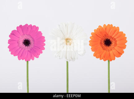 Blanc, orange et rose fleur sur fond blanc Banque D'Images