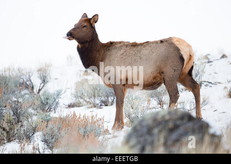 YELLOWSTONE, USA cerfs dans la neige. Banque D'Images