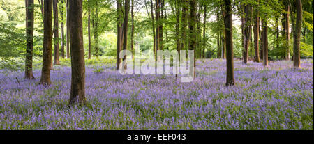 Une photo de jacinthes dans un bois près de Micheldever. Banque D'Images