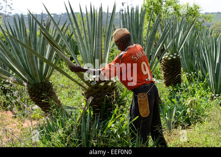 La TANZANIE, Tanga, Korogwe, plantation de sisal dans Kwalukonge, travailleur agricole à récolter les feuilles de sisal, qui sont utilisées pour les tapis de cordes Banque D'Images