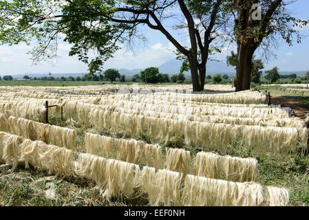 La TANZANIE, Tanga, Korogwe, plantation de sisal, après la récolte et le traitement de la fibre de sisal feuilles sont séchées au soleil Banque D'Images