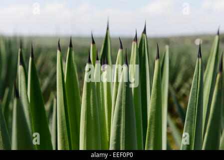 La TANZANIE, Tanga, Korogwe, plantation de sisal dans Kwalukonge, feuilles de sisal, qui sont utilisées pour les tapis de cordes Banque D'Images