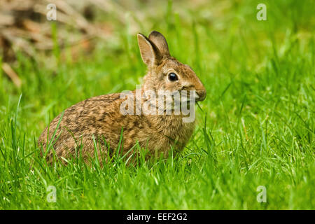 Badigeonner le lapin mange de l'herbe dans une cour à Issaquah, Washington, USA Banque D'Images