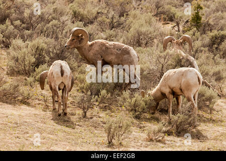 Troupeau de Mouflons d'armoise manger dans le Parc National de Yellowstone, Wyoming, USA Banque D'Images