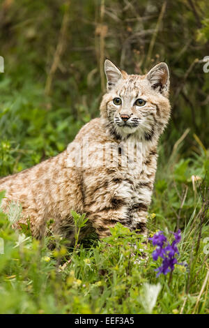 Portrait d'un chat sauvage dans un pré près de Bozeman, Montana, USA. Banque D'Images