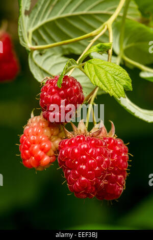Grappe de framboises à différents stades de maturité croissant sur une vigne en Issaquah, Washington, USA Banque D'Images