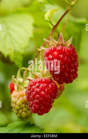 Grappe de framboises à différents stades de maturité croissant sur une vigne en Issaquah, Washington, USA Banque D'Images