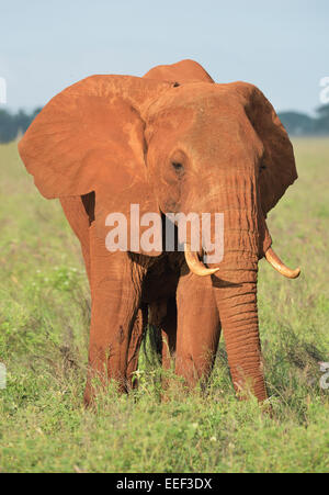 Couleur rouge l'alimentation de l'éléphant d'herbe, le parc national de Tsavo, Kenya Banque D'Images