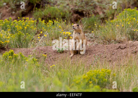 Chien de prairie de l'Utah (Cynomys parvidens) dans un pré à Bryce Canyon National Park, Utah, USA en juillet Banque D'Images