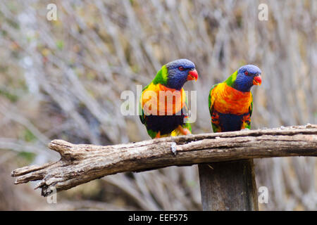 Rainbow lorikeet Trichoglossus haematodus Banque D'Images