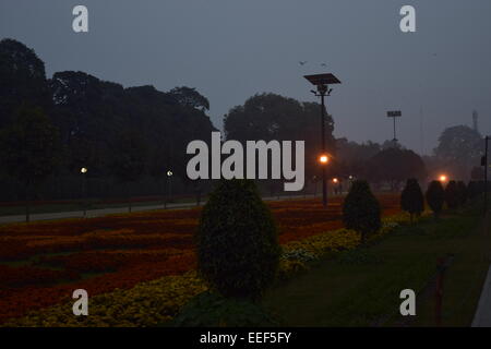 Champ de fleurs dans un parc public au crépuscule. Banque D'Images