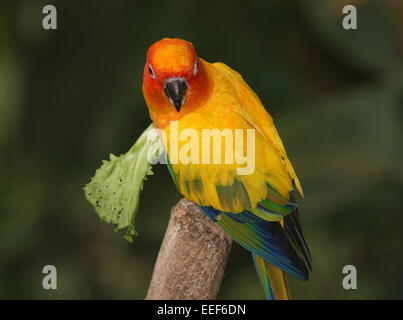 Perruche soleil sud-américain ou Sun (Conure Aratinga solstitialis) se nourrissant sur une feuille de laitue Banque D'Images
