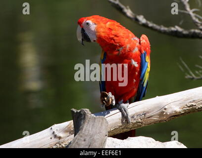 South American ara rouge (Ara macao) posant sur un poteau lors d'un spectacle d'oiseaux Banque D'Images