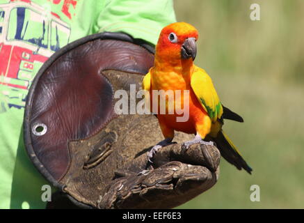 Perruche soleil sud-américain (Aratinga solstitialis) perché sur un gant de cuir du gestionnaire d'oiseaux au cours d'une démonstration d'oiseaux Banque D'Images