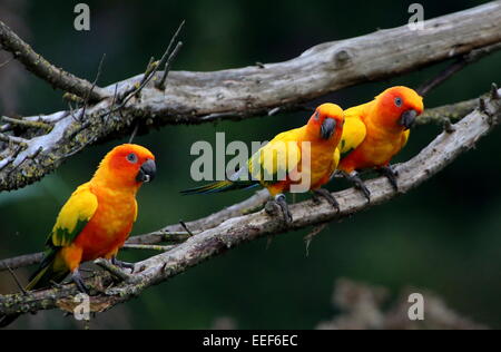 Groupe de trois hommes et femmes sud-américains ou les conures perruches Soleil Soleil (Aratinga solstitialis) perché sur une branche Banque D'Images