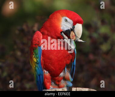 South American ara rouge (Ara macao) posant sur un poteau, manger une noix Banque D'Images