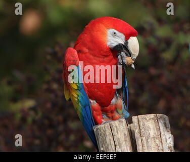 South American ara rouge (Ara macao) posant sur un poteau, manger une noix Banque D'Images