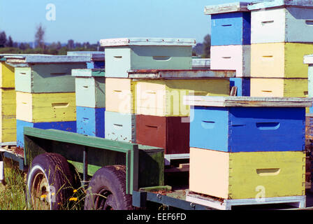 Ruches dans un champ dans la vallée du Fraser, à Pitt Meadows, BC, en Colombie-Britannique, Canada - l'apiculture dans les boîtes d'abeilles en bois Banque D'Images