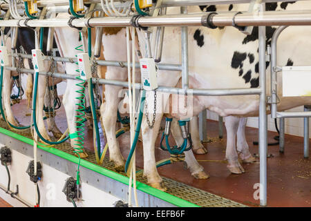 La vache à traire installation dans une ferme moderne Banque D'Images