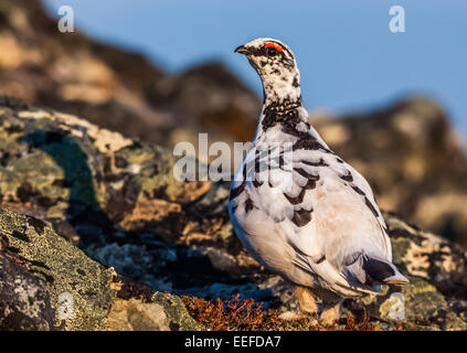 Lagopède mâle changeant en plumage d'été Banque D'Images