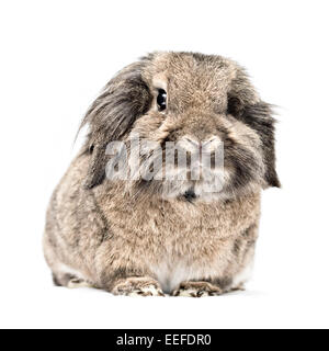 Studio photo d'un animal brun lop-à oreilles de lapin à tête de lion. Banque D'Images