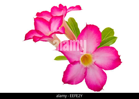 Fleurs nénuphar isolé sur fond blanc et clipping path Banque D'Images