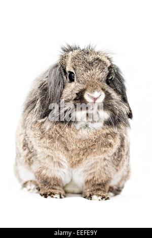 Studio photo d'un animal brun lop-à oreilles de lapin à tête de lion. Banque D'Images