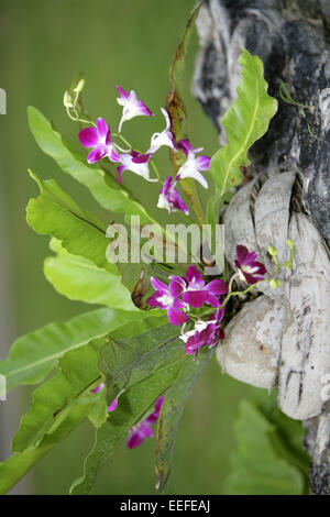 Blume, Blumen, Bluete, Blueten, Lila, peinture, Tropisch, Natur, la végétation, l'Orchidee, Thaïlande, Provinz Krabi, Railay Princess Res Banque D'Images