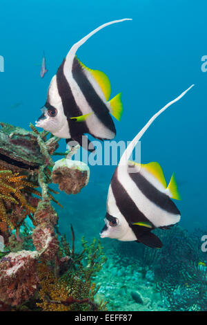 Paire de requins, Heniochus acuminatus Bannerfish, Triton Bay, en Papouasie occidentale, en Indonésie Banque D'Images