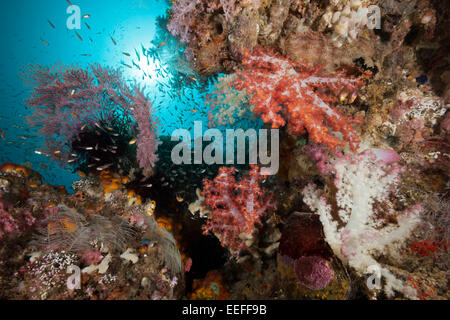 Les coraux mous dans les récifs coralliens, Triton Bay, en Papouasie occidentale, en Indonésie Banque D'Images