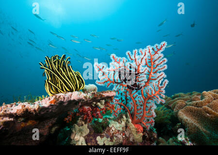 Featherstar dans les récifs coralliens, Triton Bay, en Papouasie occidentale, en Indonésie Banque D'Images