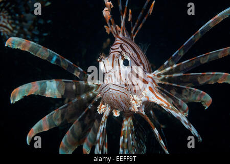 Pterois volitans, poisson lion, Triton Bay, en Papouasie occidentale, en Indonésie Banque D'Images