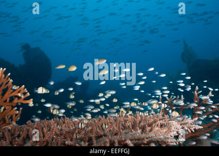 Plus Coralfishes divers coraux ramifiés, Îles Tanimbar, Moluques, Indonésie Banque D'Images