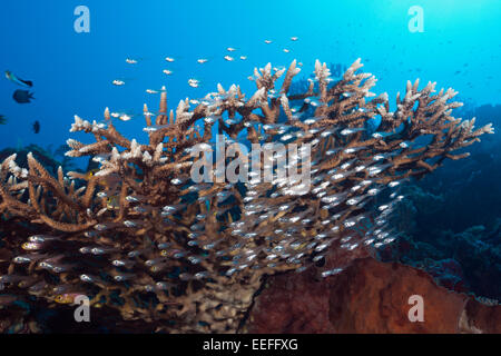 Banc de balayeuse, ransonneti Parapriacanthus Pygmée, Kai, îles Moluques, Indonésie Banque D'Images