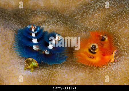 Blue Christmas Tree Worm, Spirobranchus giganteus, Kai, îles Moluques, Indonésie Banque D'Images