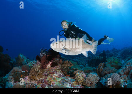 Star Puffer et Scuba Diver, Arothron stellatus, Kai, îles Moluques, Indonésie Banque D'Images