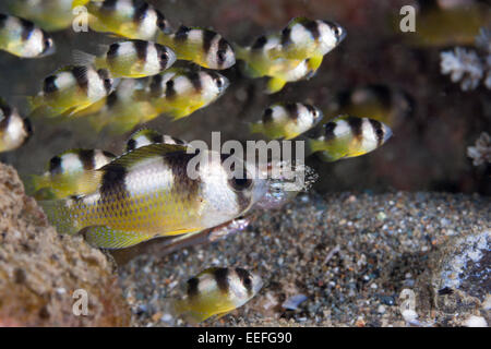 Tête courte, Amblypomacentrus Damselfish breviceps, Ambon, Moluques, Indonésie Banque D'Images