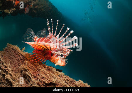 Poisson-papillon Zebra sous une jetée, Dendrochirus zebra, Ambon, Moluques, Indonésie Banque D'Images