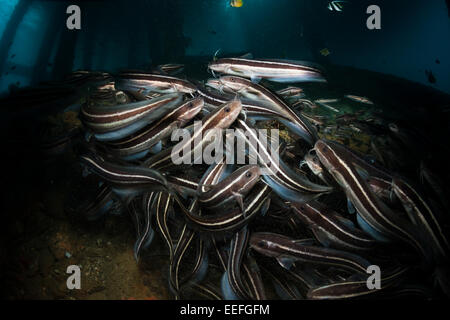Striped Catfish anguille sous une jetée, Plotosus lineatus, Ambon, Moluques, Indonésie Banque D'Images