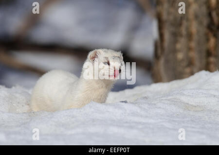 De peur que Weasel tôt au printemps Banque D'Images