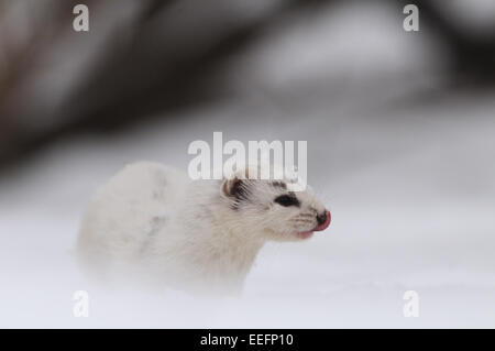 De peur que Weasel tôt au printemps Banque D'Images