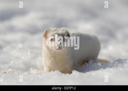 De peur que Weasel tôt au printemps Banque D'Images