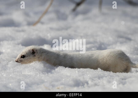 De peur que Weasel tôt au printemps Banque D'Images